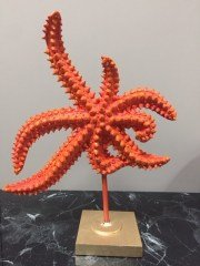 Kaideli Deniz Yıldızı Biblo 28 Cm