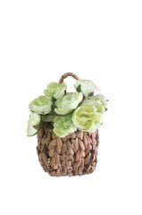 Camellıa 22 cm green çiçek