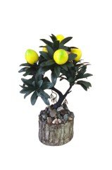 Kütük saksıda limon ağacı